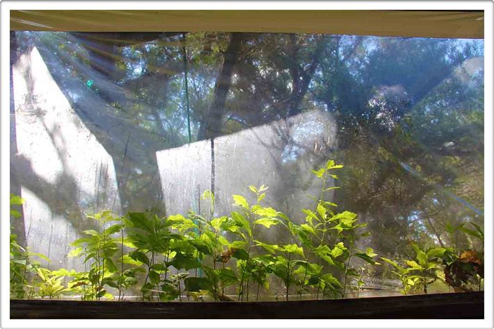 Mini Forest