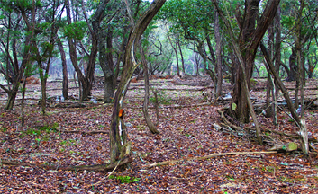 Landscape Designer Austin