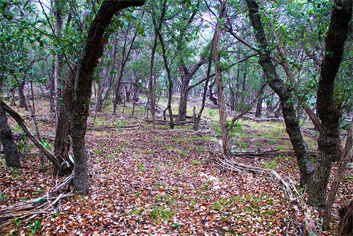 Garden Designer Austin Texas