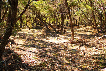 Oriental Gardens In Austin - Japanese Gardens
